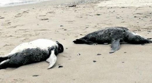  dead penguins