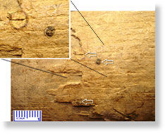 Click to enlarge Mammoth Specs