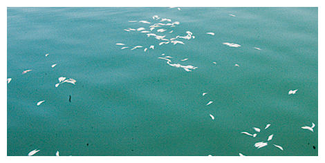Dead Fishes
