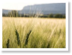 Wheat Disease