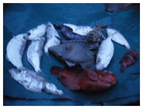 Dead Fishes