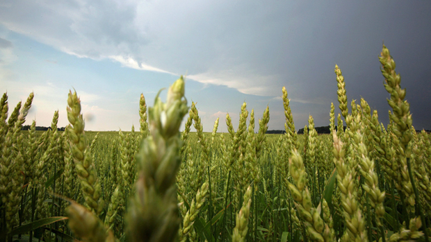 wheat field