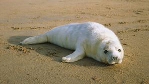 Click to enlarge Bodies of Six Murdered Gray Seals Found on Cape Cod