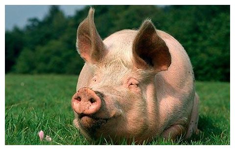 Click to enlarge pig