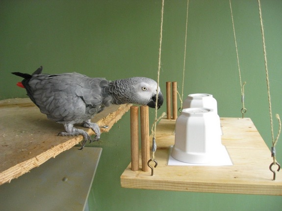 Click to enlarge Parrot