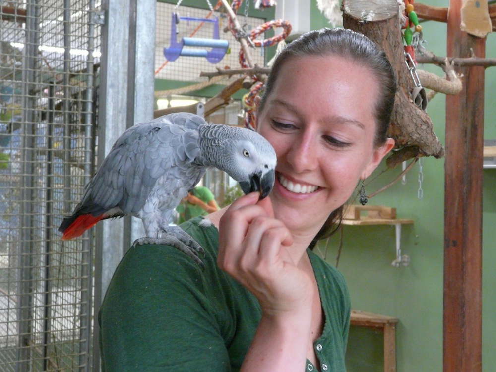 Parrot_1