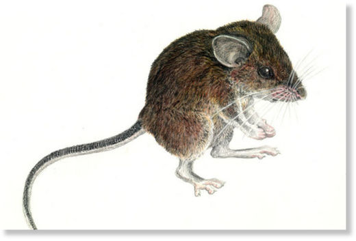 Click to enlarge Image