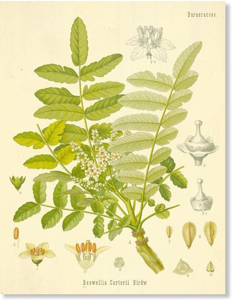 Click to enlarge Image