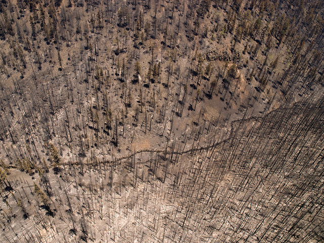 Click to enlarge Burnt Trees