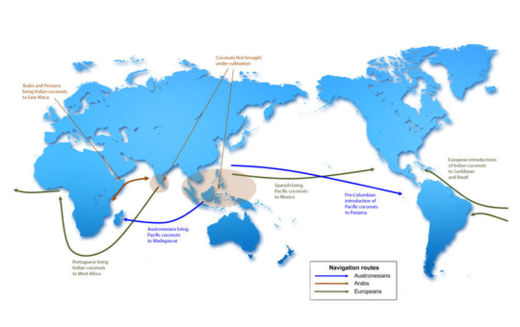 Click to enlarge Coconut DNA