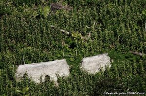 Click to enlarge Uncontacted Tribe