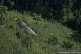 Uncontacted tribe 2