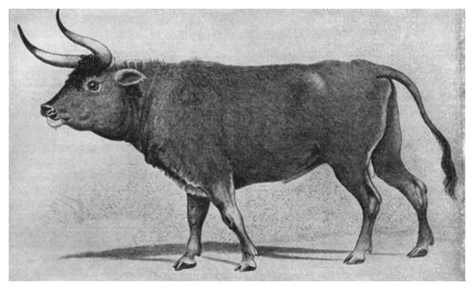 Click to enlarge Aurochs