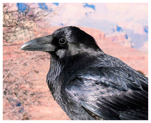 Click to enlarge Crow