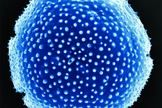 Click to enlarge fossilized pollen