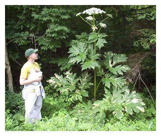 Hogweed