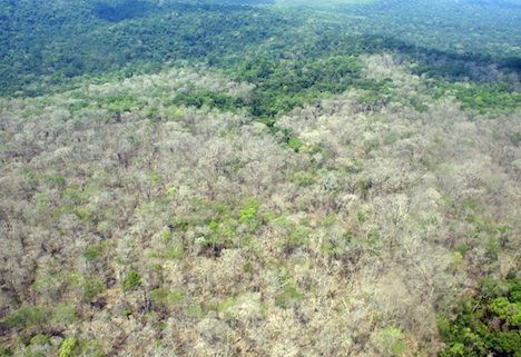 deforestation @ Brazilian Amazon