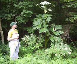 plantblind