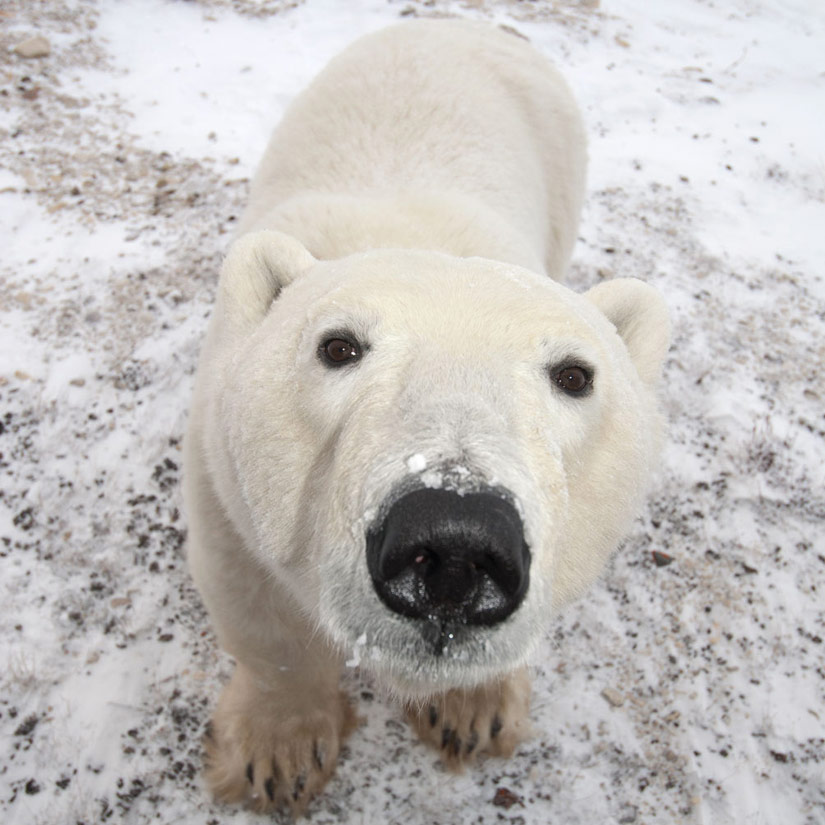 Click to enlarge Polar Bear