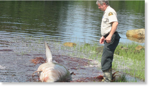 dead whale