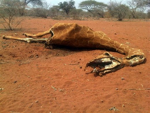 The carcass of a giraffe