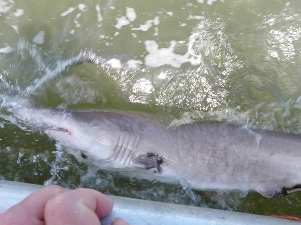 Finned Shark