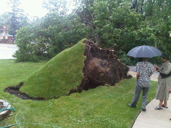 Click to enlarge Uprooted Tree