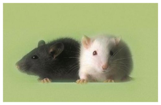 Lab Mice