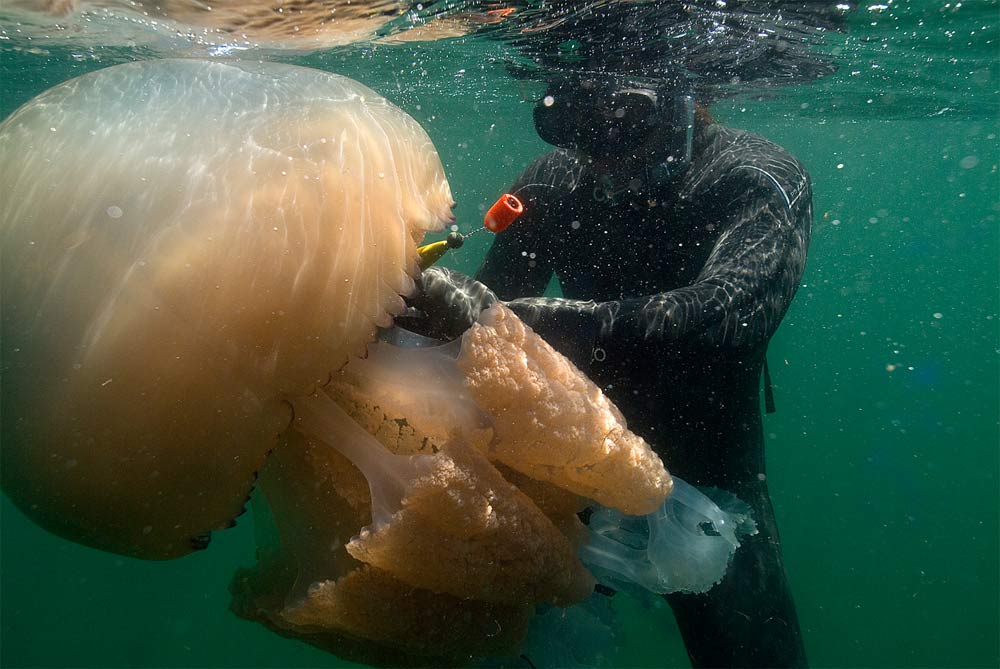 Jellyfish_1