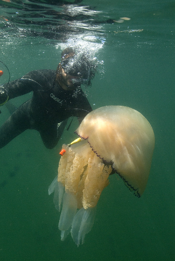 Click to enlarge Jellyfish_2