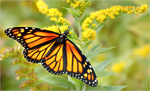 Monarch Butterfly