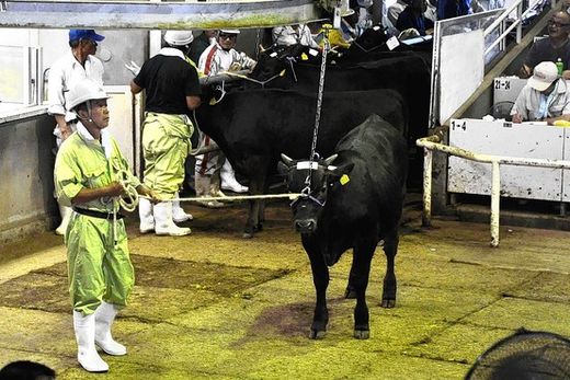 Fukushima Cattle