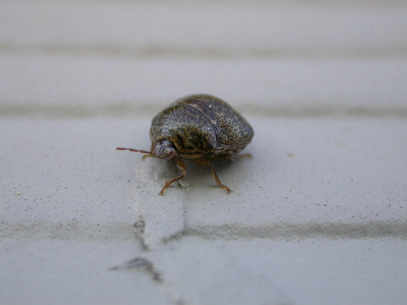 Kudzu Bug