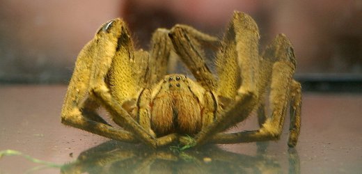 spiderwandering