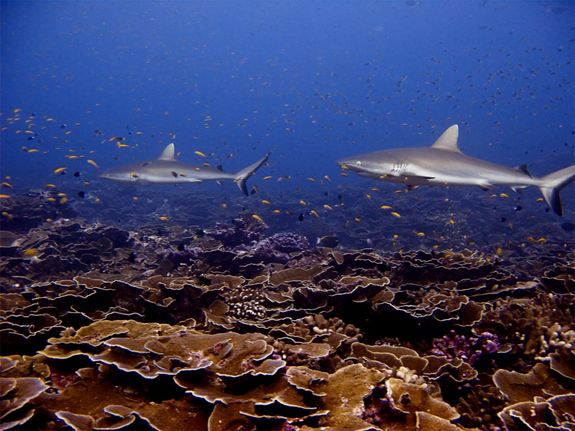Click to enlarge Coral Sharks