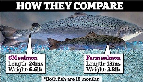 GMO vs farm salmon