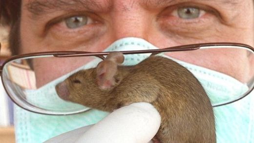 Mouse experiment