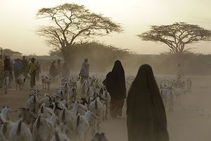 Somali refugees