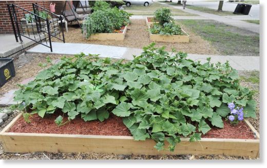 vegetable garden