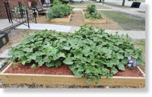 vegetable garden