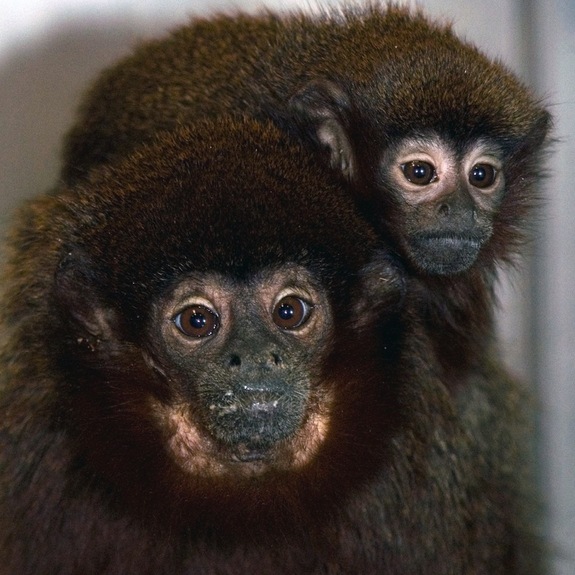 Click to enlarge Titi Monkey