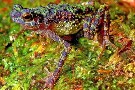 rainbow toad