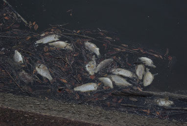 Click to enlarge fish kill