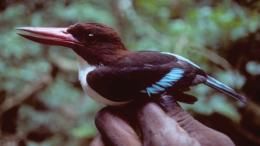 endangered bird agriculture