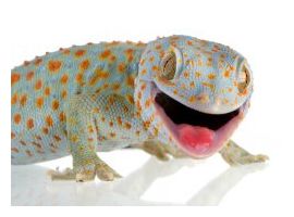 Gecko