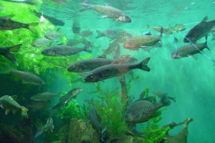 salmon transgenicos