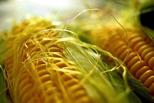 GMO CORN