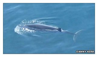 Sei Whale