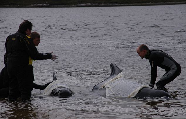 Click to enlarge Beached Whales_1