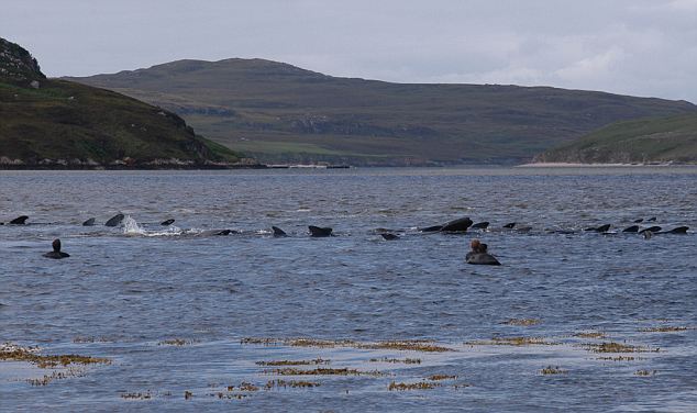 Beached Whales_2